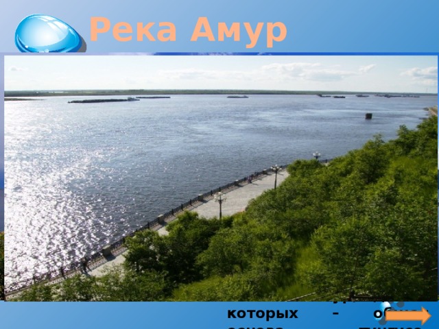 Река Амур Амур – река, протекающая на территории трёх государств (России, Монголии и Китая). Площадь бассейна составляет 1 855 000 квадратных километров, а длина реки – 2824 километра. Существует множество точек зрения о происхождении названия Амур, одно из которых – общая основа тунгусо-маньчжурских языков «амар» и «дамур» (большая река). 