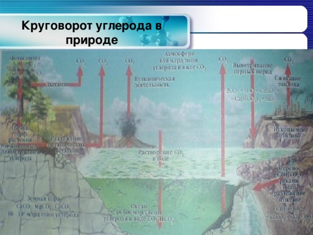 Круговорот углерода в природе 