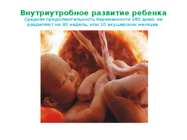 Внутриутробное развитие ребенка  Средняя продолжительность беременности 280 дней, ее разделяют на 40 недель, или 10 акушерских месяцев. 