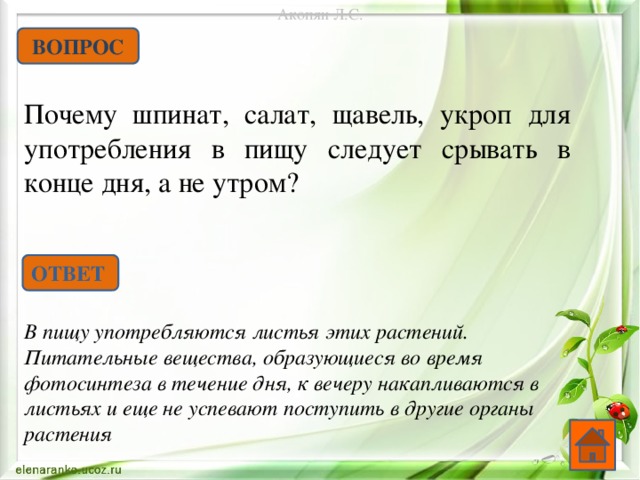 Акопян Л.С. ВОПРОС Почему шпинат, салат, щавель, укроп для употребления в пищу следует срывать в конце дня, а не утром? ОТВЕТ В пищу употребляются листья этих растений. Питательные вещества, образующиеся во время фотосинтеза в течение дня, к вечеру накапливаются в листьях и еще не успевают поступить в другие органы растения   
