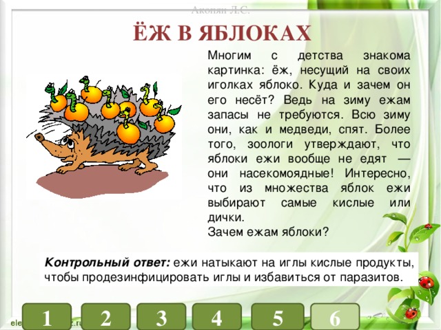 Акопян Л.С. Ёж в яблоках Многим с детства знакома картинка: ёж, несущий на своих иголках яблоко. Куда и зачем он его несёт? Ведь на зиму ежам запасы не требуются. Всю зиму они, как и медведи, спят. Более того, зоологи утверждают, что яблоки ежи вообще не едят  — они насекомоядные! Интересно, что из множества яблок ежи выбирают самые кислые или дички. Зачем ежам яблоки? Контрольный ответ: ежи натыкают на иглы кислые продукты, чтобы продезинфицировать иглы и избавиться от паразитов. 1 4 3 6 5 2 