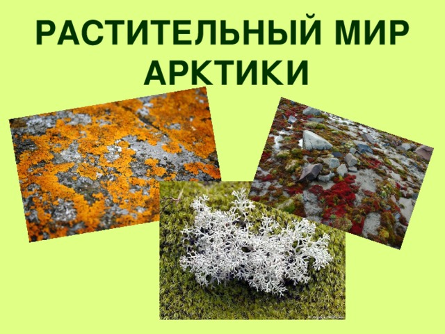 РАСТИТЕЛЬНЫЙ МИР АРКТИКИ 