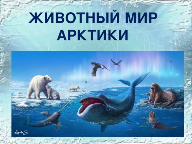 ЖИВОТНЫЙ МИР АРКТИКИ 