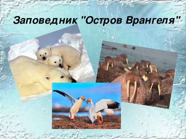Заповедник 