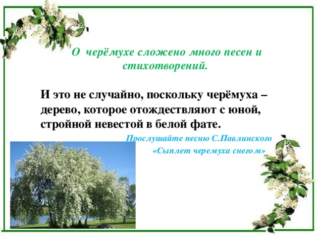 О черёмухе сложено много песен и стихотворений.   И это не случайно, поскольку черёмуха – дерево, которое отождествляют с юной, стройной невестой в белой фате.  Прослушайте песню С.Павлинского  «Сыплет черемуха снегом» 
