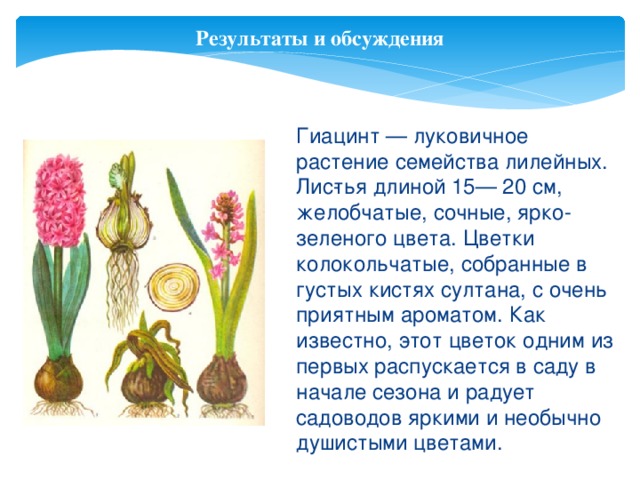 Гиацинт — луковичное растение семейства лилейных. Лис­тья длиной 15— 20 см, желобчатые, сочные, ярко-зеленого цвета. Цветки колокольчатые, собранные в густых кистях султана, с очень приятным ароматом. Как известно, этот цветок одним из первых распускается в саду в начале сезона и радует садоводов яркими и необычно душистыми цветами. Результаты и обсуждения 