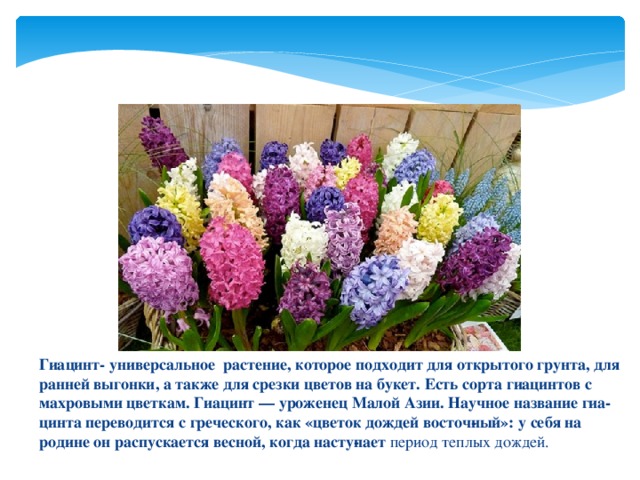 Гиацинт- универсальное растение, которое подходит для открытого грунта, для ранней выгонки, а также для срезки цветов на букет. Есть сорта гиацинтов с махровыми цветкам. Гиацинт — уроженец Малой Азии. Научное название гиа­цинта переводится с греческого, как «цветок дождей восточ­ный»: у себя на родине он распускается весной, когда насту­пает период теплых дождей. 