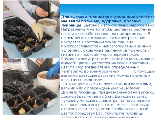 Для выгонки гиацинтов в домашних условиях мы взяли большие, здоровые, крепкие луковицы. Выгонка – это комплекс мероприятий. Направленный на то, чтобы заставить растение цвести в несвойственное для них время года. В нашем регионе в зимнее время все растения находятся в состоянии покоя, так они приспосабливаются к неблагоприятным зимним условиям. Луковичные растения , в том числе и гиацинты , проходят через период покоя. Соблюдая все агротехнические процессы, можно вывести цветок из состояния покоя и заставить цвести. Под воздействием определенных температур во время хранения. С помощью выгонки, цветущее растение можно получить к весенним праздникам.  Они не должны быть пораженными болезнями, вялыми или с поврежденными чешуйками. Диаметр луковицы, предназначенной на выгонку, должен быть не менее 5 см. Вы можете взять луковицу меньшего диаметра, но тогда размер цветка и время его цветения может несколько отличаться от стандартов. Чтобы посаженный цветок порадовал Вас, покупайте луковицы только в специализированных магазинах. 