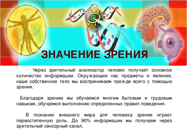 Значение зрения  Через зрительный анализатор человек получает основное количество информации. Окружающие нас предметы и явления, наше собственное тело мы воспринимаем прежде всего с помощью зрения.  Благодаря зрению мы обучаемся многим бытовым и трудовым навыкам, обучаемся выполнению определенных правил поведения.  В познании внешнего мира для человека зрение играет первостепенную роль. До 90% информации мы получаем через зрительный сенсорный канал. 