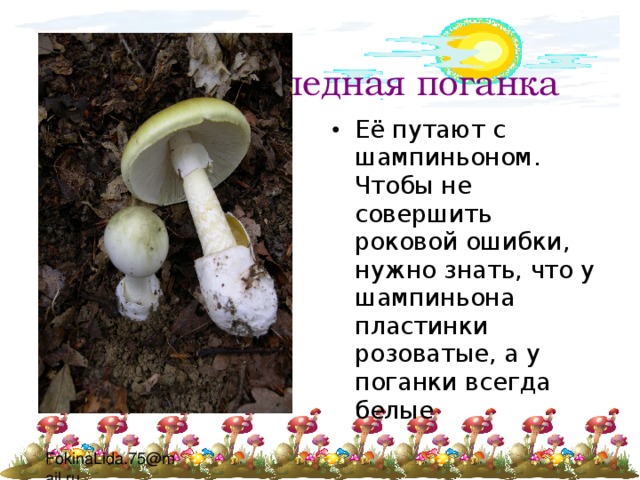  Бледная поганка Её путают с шампиньоном. Чтобы не совершить роковой ошибки, нужно знать, что у шампиньона пластинки розоватые, а у поганки всегда белые 