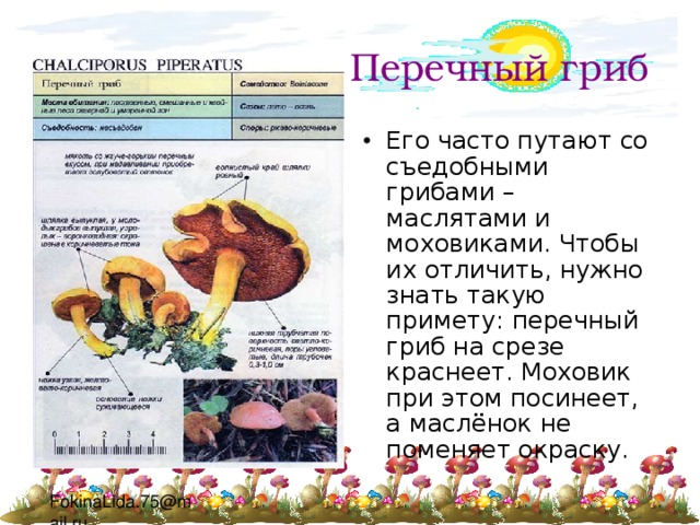 Перечный гриб Его часто путают со съедобными грибами – маслятами и моховиками. Чтобы их отличить, нужно знать такую примету: перечный гриб на срезе краснеет. Моховик при этом посинеет, а маслёнок не поменяет окраску. 