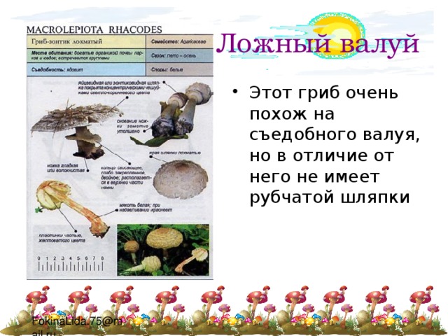 Ложный валуй Этот гриб очень похож на съедобного валуя, но в отличие от него не имеет рубчатой шляпки 