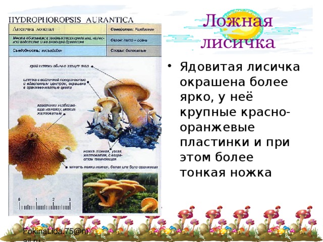 Ложная лисичка Ядовитая лисичка окрашена более ярко, у неё крупные красно-оранжевые пластинки и при этом более тонкая ножка 