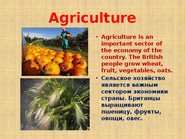 Agriculture Agriculture is an important sector of the economy of the country. The British people grow wheat, fruit, vegetables, oats. Сельское хозяйство является важным сектором экономики страны. Британцы выращивают пшеницу, фрукты, овощи, овес. 