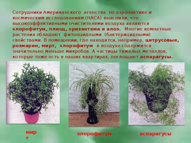 Сотрудники Американского агенства по аэронавтике и космическим исследованиям (НАСА) выяснили, что высокоэффективными очистителями воздуха являются хлорофитум, плющ, хризантема и алоэ. Многие комнатные растения обладают фитонцидными (бактерицидными) свойствами. В помещении, где находятся, например, цитрусовые, розмарин, мирт, хлорофитум в воздухе содержится значительно меньше микробов. А частицы тяжелых металлов, которые тоже есть в наших квартирах, поглощают аспарагусы. мирт аспарагусы  хлорофитум  