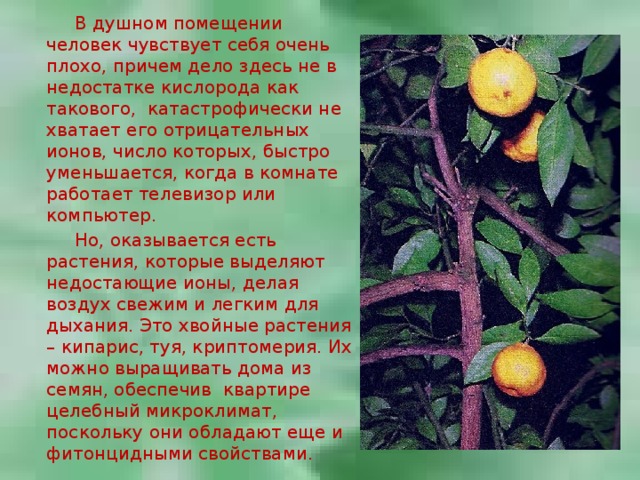  В душном помещении человек чувствует себя очень плохо, причем дело здесь не в недостатке кислорода как такового, катастрофически не хватает его отрицательных ионов, число которых, быстро уменьшается, когда в комнате работает телевизор или компьютер.  Но, оказывается есть растения, которые выделяют недостающие ионы, делая воздух свежим и легким для дыхания. Это хвойные растения – кипарис, туя, криптомерия. Их можно выращивать дома из семян, обеспечив квартире целебный микроклимат, поскольку они обладают еще и фитонцидными свойствами. 