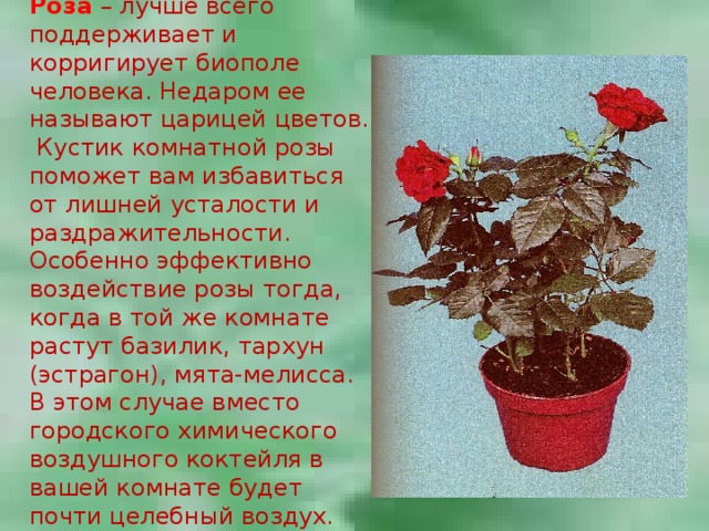 Роза – лучше всего поддерживает и корригирует биополе человека. Недаром ее называют царицей цветов. Кустик комнатной розы поможет вам избавиться от лишней усталости и раздражительности. Особенно эффективно воздействие розы тогда, когда в той же комнате растут базилик, тархун (эстрагон), мята-мелисса. В этом случае вместо городского химического воздушного коктейля в вашей комнате будет почти целебный воздух. 