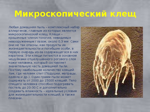Микроскопический  клещ Любая домашняя пыль – комплексный набор аллергенов, главным из которых является микроскопический клещ. Клещи – крошечные членистоногие, невидимые невооруженным глазом, около 0,3 мм. Сами они не так опасны, как продукты их жизнедеятельности и погибшие особи, в первую очередь из-за содержащегося в них кератина. Эти клещи питаются в основном чешуйками отшелушенного рогового слоя кожи человека, который составляет значительную часть домашней пыли. Поэтому наибольшее количество клещей там, где человек спит (Подушки, матрацы, одеяла и др.). Один грамм пыли может содержать от 2000 до 15000 клещей. Тело спящего человека способно подогревать постель до 20-30 С и дополнительно создавать влажность – идеальные условия для жизнедеятельности клещей, а также плесени. 