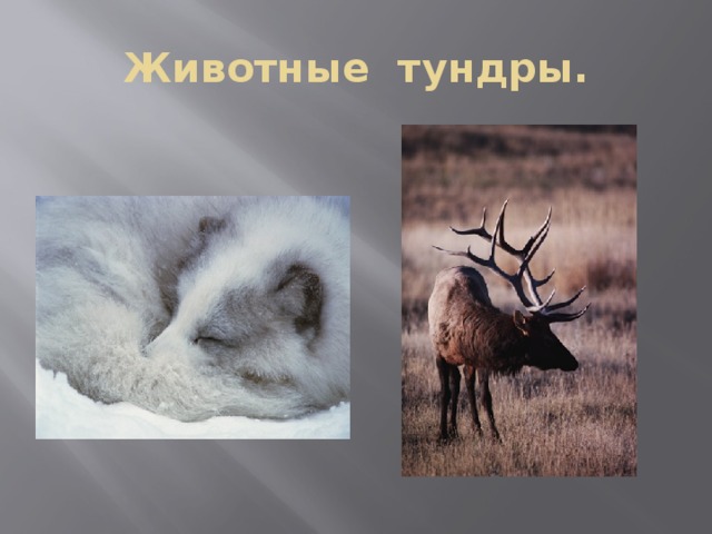 Животные тундры. 