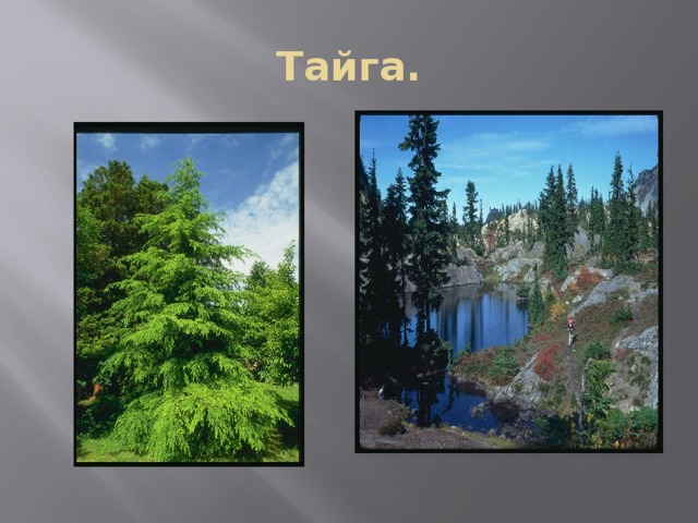 Тайга. 