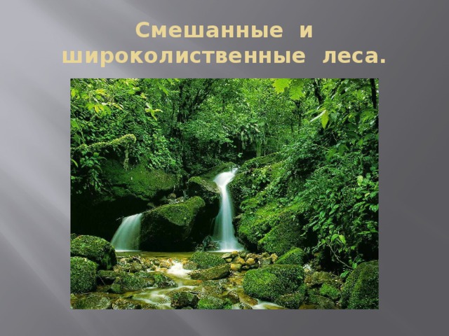 Смешанные и широколиственные леса. 