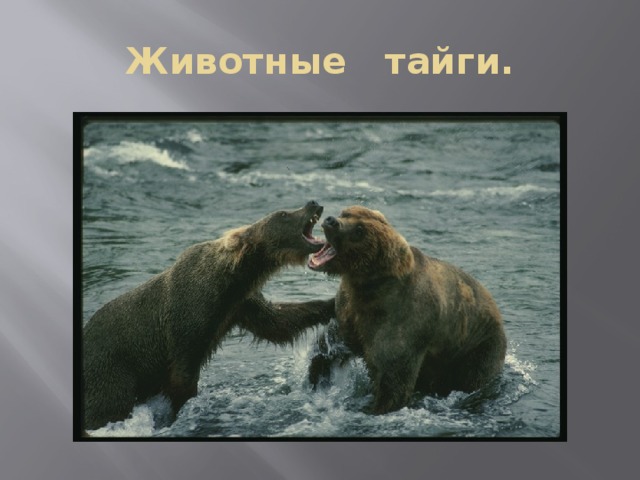 Животные тайги. 