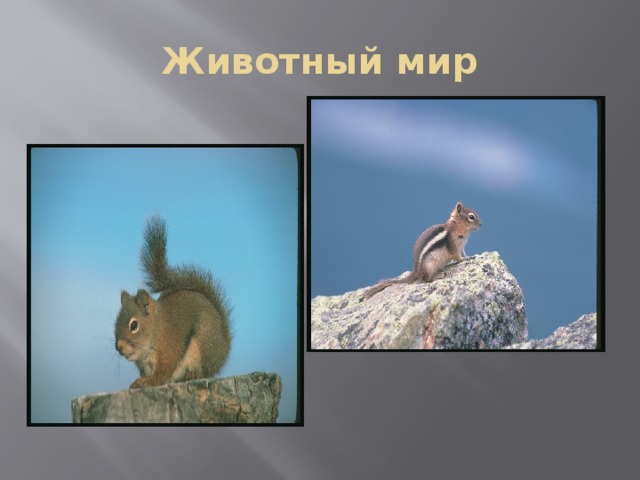 Животный мир 