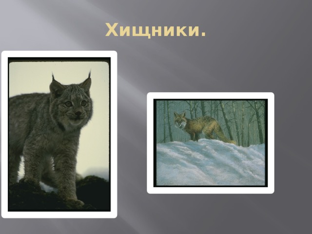 Хищники. 