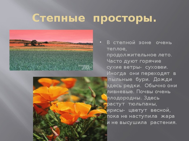 Степные просторы. В степной зоне очень теплое, продолжительное лето. Часто дуют горячие сухие ветры- суховеи. Иногда они переходят в пыльные бури. Дожди здесь редки. Обычно они ливневые. Почвы очень плодородны. Здесь растут тюльпаны, ирисы- цветут весной, пока не наступила жара и не высушила растения. 
