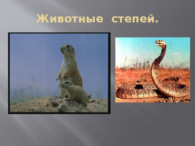 Животные степей. 