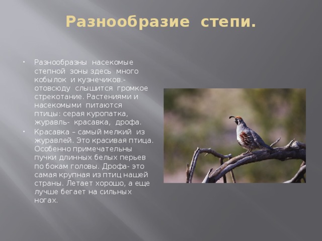 Разнообразие степи.   Разнообразны насекомые степной зоны здесь много кобылок и кузнечиков.- отовсюду слышится громкое стрекотание. Растениями и насекомыми питаются птицы: серая куропатка, журавль- красавка, дрофа. Красавка – самый мелкий из журавлей. Это красивая птица. Особенно примечательны пучки длинных белых перьев по бокам головы. Дрофа- это самая крупная из птиц нашей страны. Летает хорошо, а еще лучше бегает на сильных ногах. 