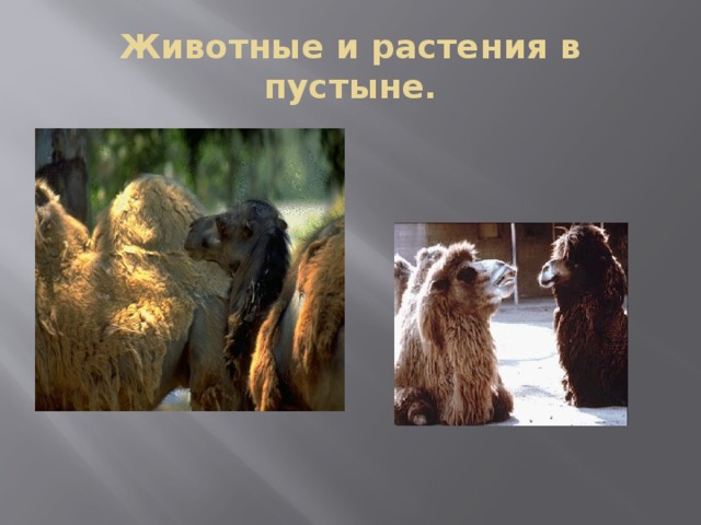 Животные и растения в пустыне. 