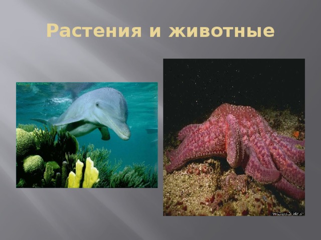 Растения и животные 