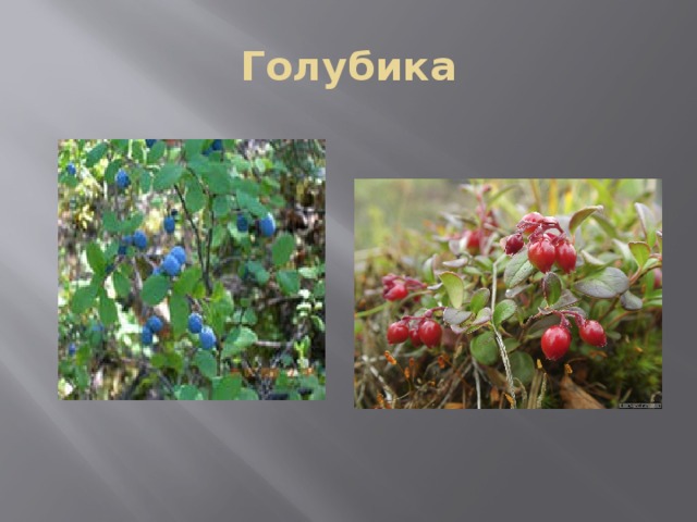 Голубика 