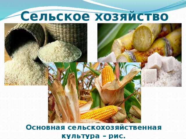 Сельское хозяйство Основная сельскохозяйственная культура – рис. 