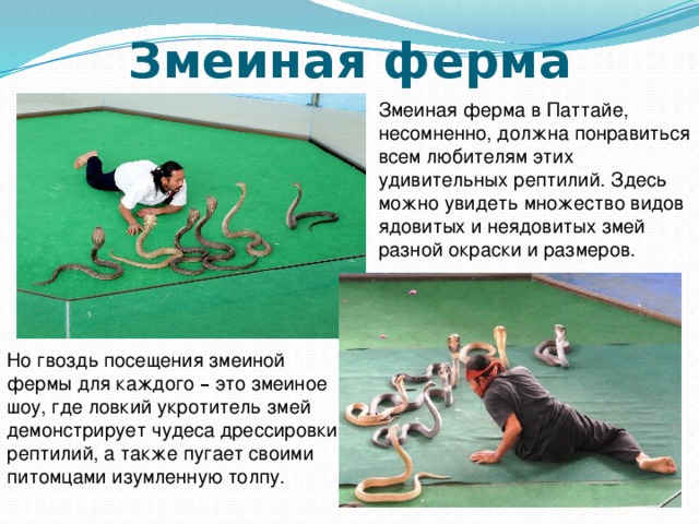 Змеиная ферма Змеиная ферма в Паттайе, несомненно, должна понравиться всем любителям этих удивительных рептилий. Здесь можно увидеть множество видов ядовитых и неядовитых змей разной окраски и размеров. Но гвоздь посещения змеиной фермы для каждого – это змеиное шоу, где ловкий укротитель змей демонстрирует чудеса дрессировки рептилий, а также пугает своими питомцами изумленную толпу. 