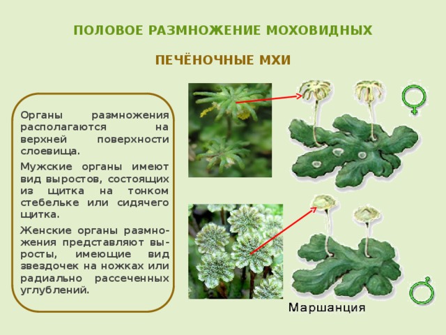   ПОЛОВОЕ РАЗМНОЖЕНИЕ МОХОВИДНЫХ   ПЕЧЁНОЧНЫЕ МХИ    Органы размножения располагаются на верхней поверхности слоевища. Мужские органы имеют вид выростов, состоящих из щитка на тонком стебельке или сидячего щитка. Женские органы размно-жения представляют вы-росты, имеющие вид звездочек на ножках или радиально рассеченных углублений. 