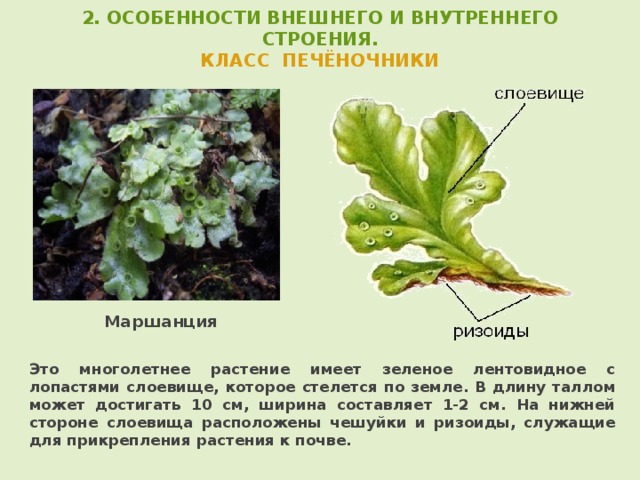 2. ОСОБЕННОСТИ ВНЕШНЕГО И ВНУТРЕННЕГО СТРОЕНИЯ.  КЛАСС ПЕЧЁНОЧНИКИ     Маршанция  Это многолетнее растение имеет зеленое лентовидное с лопастями слоевище, которое стелется по земле. В длину таллом может достигать 10 см, ширина составляет 1-2 см. На нижней стороне слоевища расположены чешуйки и ризоиды, служащие для прикрепления растения к почве.  