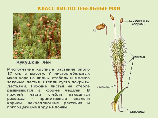 КЛАСС ЛИСТОСТЕБЕЛЬНЫЕ МХИ  Кукушкин лён Многолетние крупные растения около 17 см. в высоту. У листостебельных мхов хорошо видны стебель и мелкие зелёные листья. Стебли густо покрыты листьями. Нижние листья на стебле развиваются в форме чешуек. В нижней части стебля находятся ризоиды – примитивные аналоги корней, закрепляющие растения и поглощающие воду из почвы. 