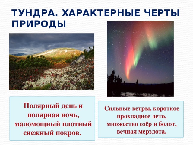 ТУНДРА. ХАРАКТЕРНЫЕ ЧЕРТЫ ПРИРОДЫ Полярный день и полярная ночь, маломощный плотный снежный покров. Сильные ветры, короткое прохладное лето, множество озёр и болот, вечная мерзлота. 