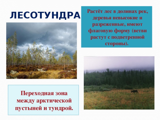 ЛЕСОТУНДРА Растёт лес в долинах рек, деревья невысокие и разреженные, имеют флаговую форму (ветви растут с подветренной стороны). Переходная зона между арктической пустыней и тундрой. 