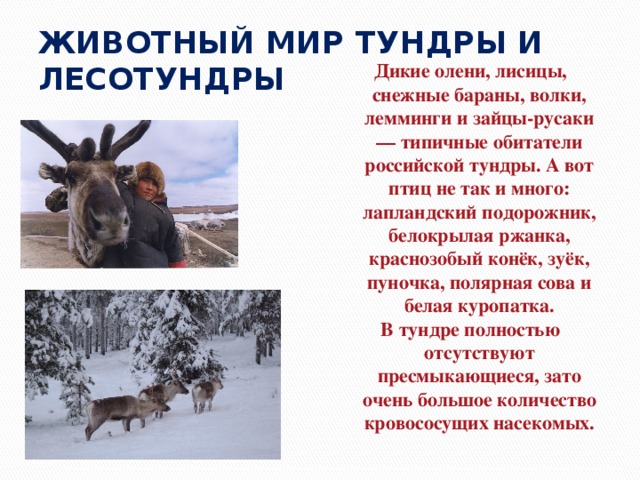 ЖИВОТНЫЙ МИР ТУНДРЫ И ЛЕСОТУНДРЫ Дикие олени, лисицы, снежные бараны, волки, лемминги и зайцы-русаки — типичные обитатели российской тундры. А вот птиц не так и много: лапландский подорожник, белокрылая ржанка, краснозобый конёк, зуёк, пуночка, полярная сова и белая куропатка. В тундре полностью отсутствуют пресмыкающиеся, зато очень большое количество кровососущих насекомых. 