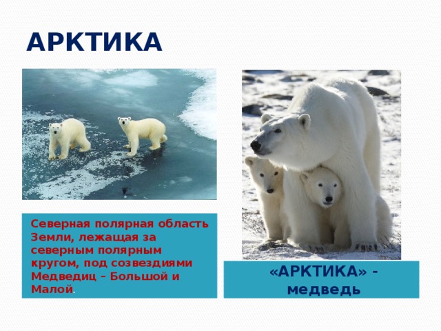 АРКТИКА Северная полярная область Земли, лежащая за северным полярным кругом, под созвездиями Медведиц – Большой и Малой . «АРКТИКА» - медведь 