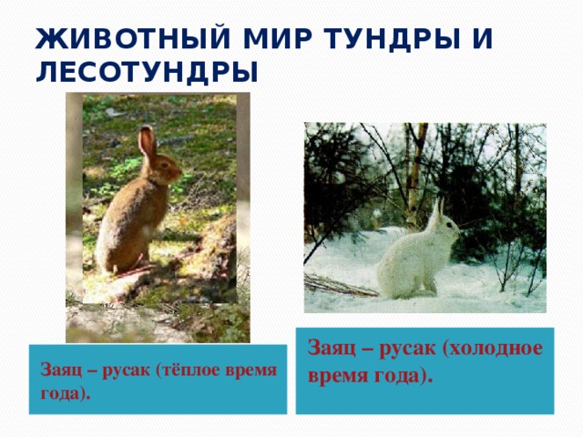 ЖИВОТНЫЙ МИР ТУНДРЫ И ЛЕСОТУНДРЫ Заяц – русак (холодное время года). Заяц – русак (тёплое время года). 