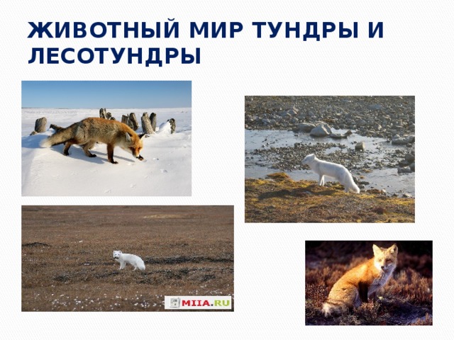 ЖИВОТНЫЙ МИР ТУНДРЫ И ЛЕСОТУНДРЫ 