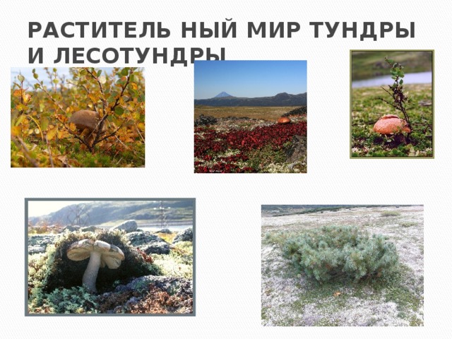 РАСТИТЕЛЬ НЫЙ МИР ТУНДРЫ И ЛЕСОТУНДРЫ 