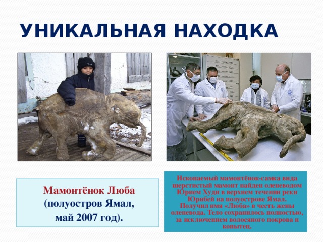 УНИКАЛЬНАЯ НАХОДКА Ископаемый мамонтёнок-самка вида шерстистый мамонт найден оленеводом Юрием Худи в верхнем течении реки Юрибей на полуострове Ямал. Получил имя «Люба» в честь жены оленевода. Тело сохранилось полностью, за исключением волосяного покрова и копытец. Мамонтёнок Люба (полуостров Ямал, май 2007 год). 