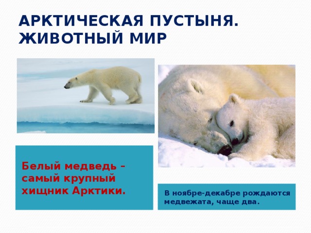 АРКТИЧЕСКАЯ ПУСТЫНЯ. ЖИВОТНЫЙ МИР Белый медведь – самый крупный хищник Арктики. В ноябре-декабре рождаются медвежата, чаще два. 