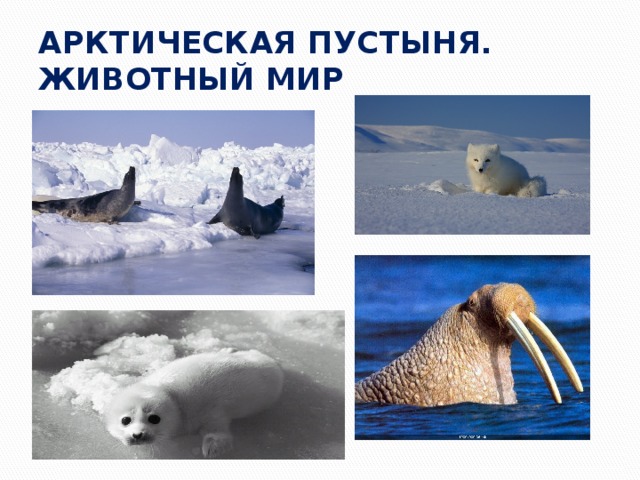 АРКТИЧЕСКАЯ ПУСТЫНЯ. ЖИВОТНЫЙ МИР 