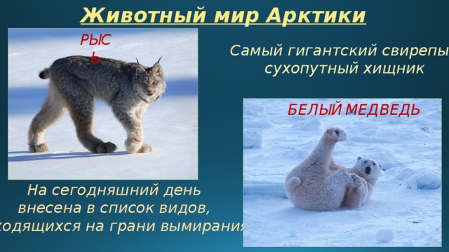 Животный мир Арктики РЫСЬ Самый гигантский свирепый сухопутный хищник БЕЛЫЙ  МЕДВЕДЬ  На сегодняшний день внесена в список видов, находящихся на грани вымирания. 